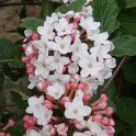 Viburnum carlesii (2)